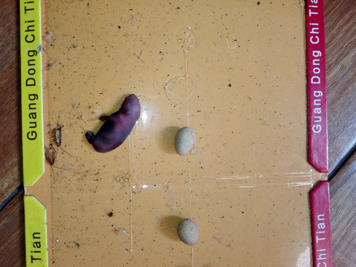 明珠大厅冰箱顶